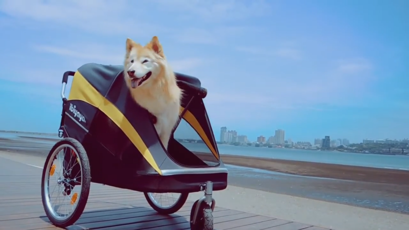 Best Wagon For Dogs